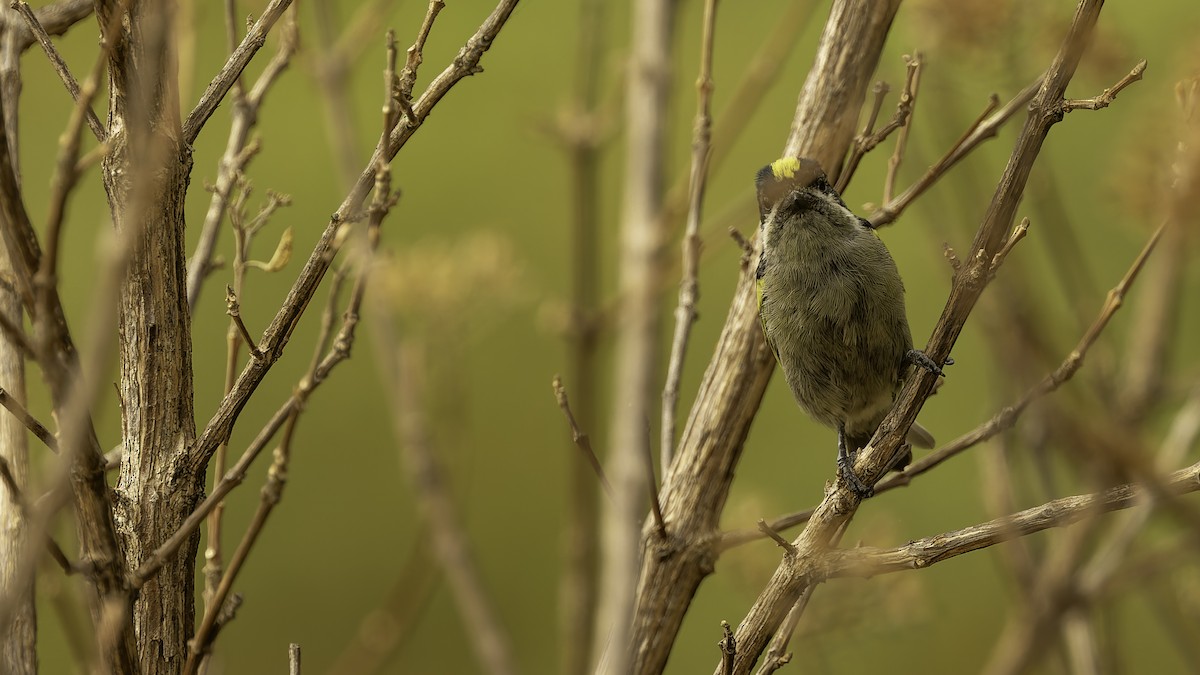 Western Tinkerbird (Angola) - ML622435482