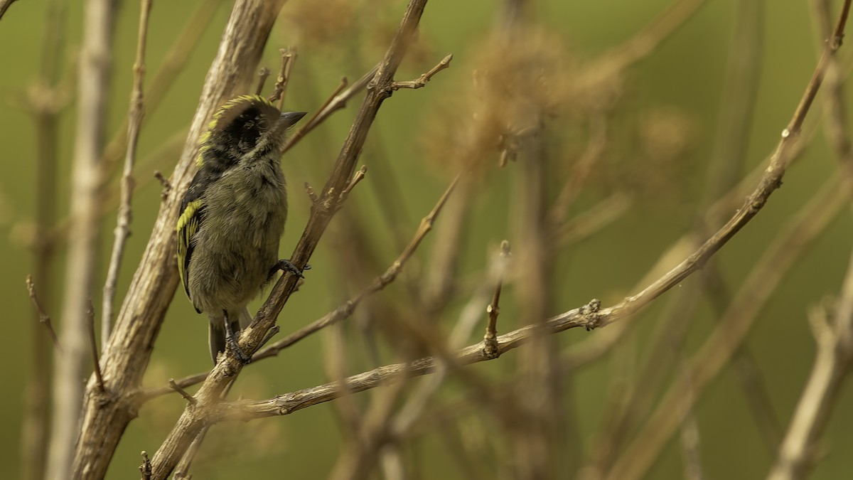 vousáček bělovousý (ssp. angolensis) - ML622435483