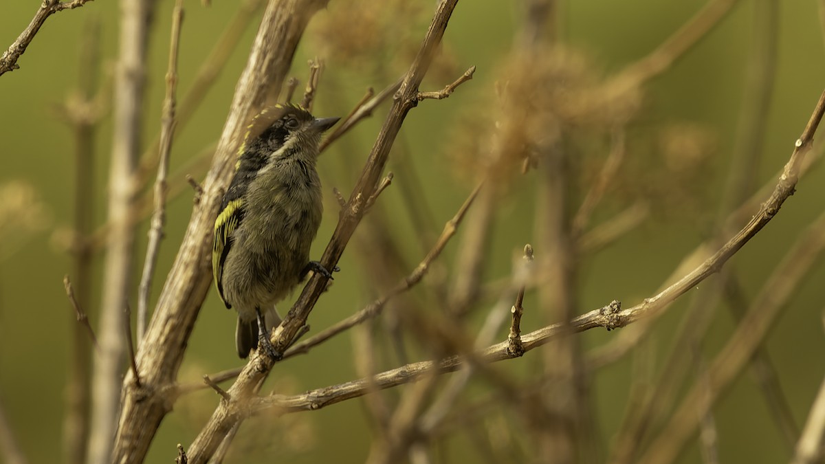 vousáček bělovousý (ssp. angolensis) - ML622435484