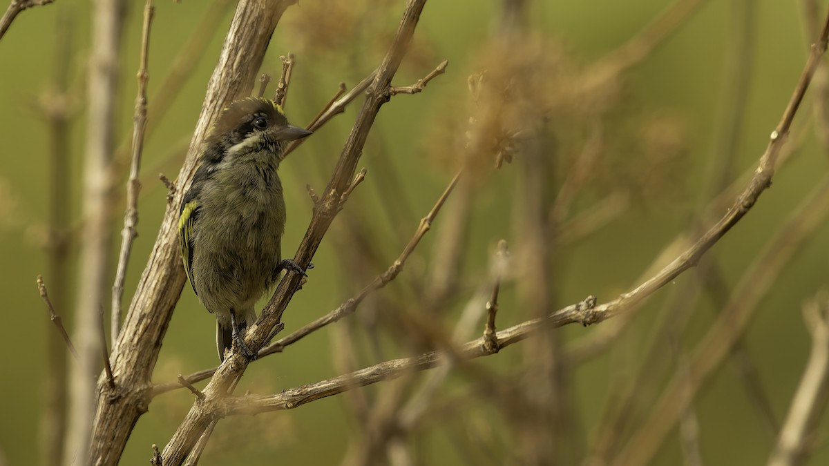 Gelbrücken-Bartvogel (angolensis) - ML622435485