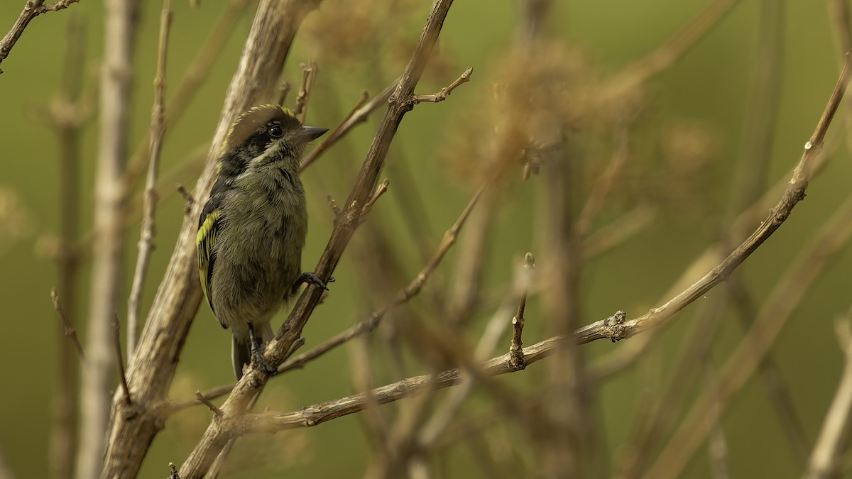 vousáček bělovousý (ssp. angolensis) - ML622435486