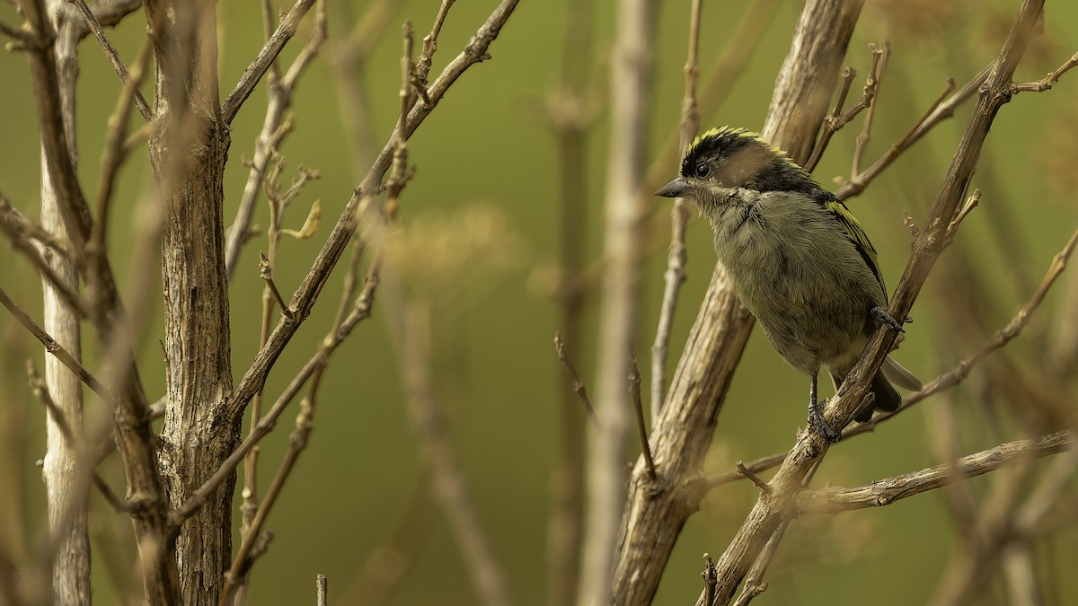 Western Tinkerbird (Angola) - Robert Tizard