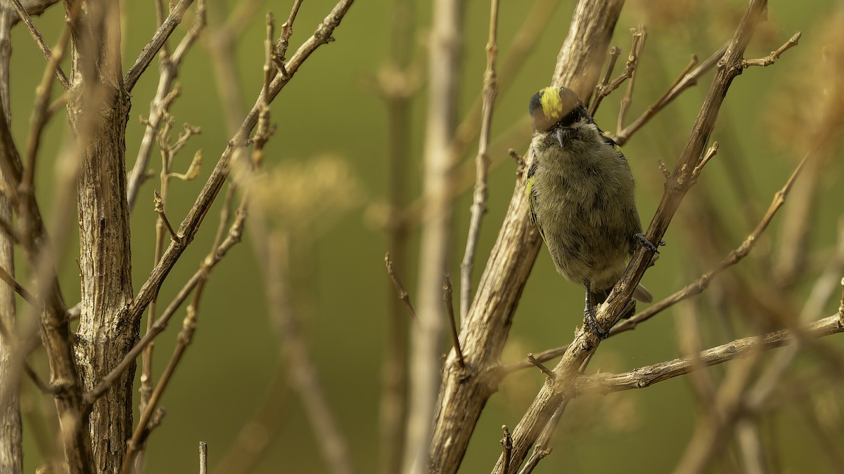 Gelbrücken-Bartvogel (angolensis) - ML622435488