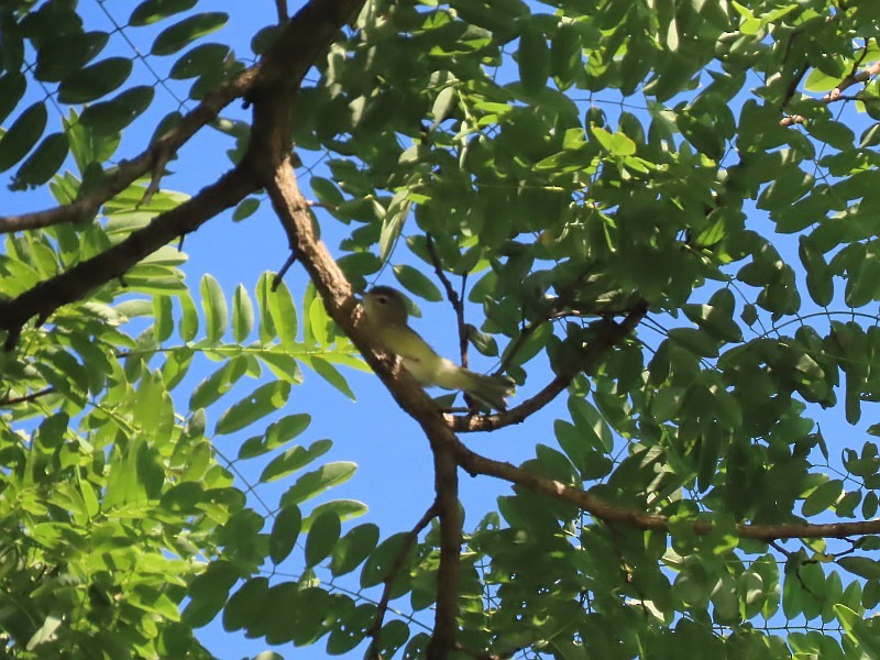 Warbling Vireo - ML622435511