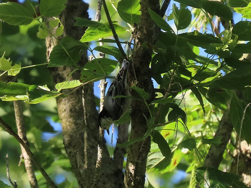 White-breasted Nuthatch - ML622435534