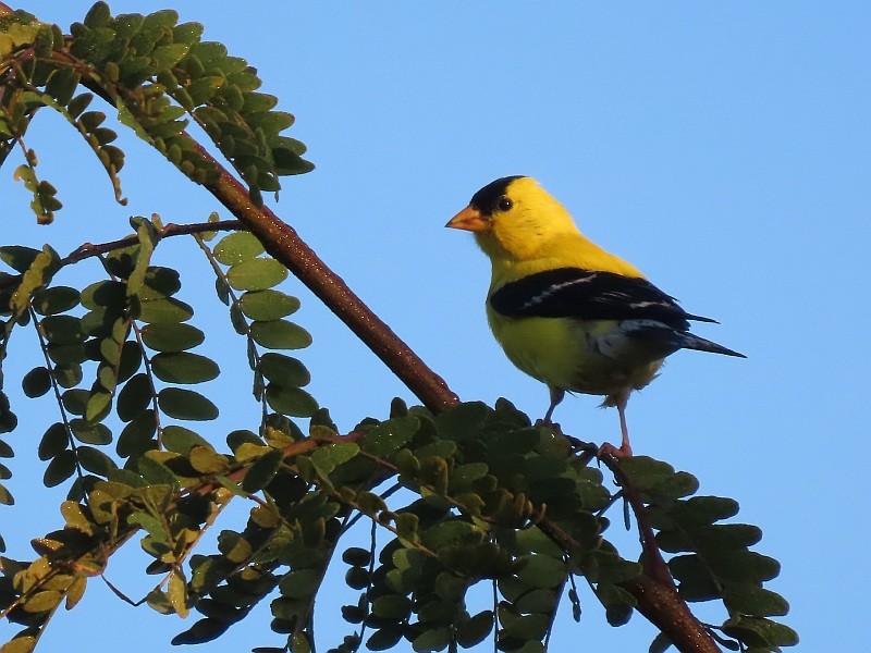 American Goldfinch - ML622435553