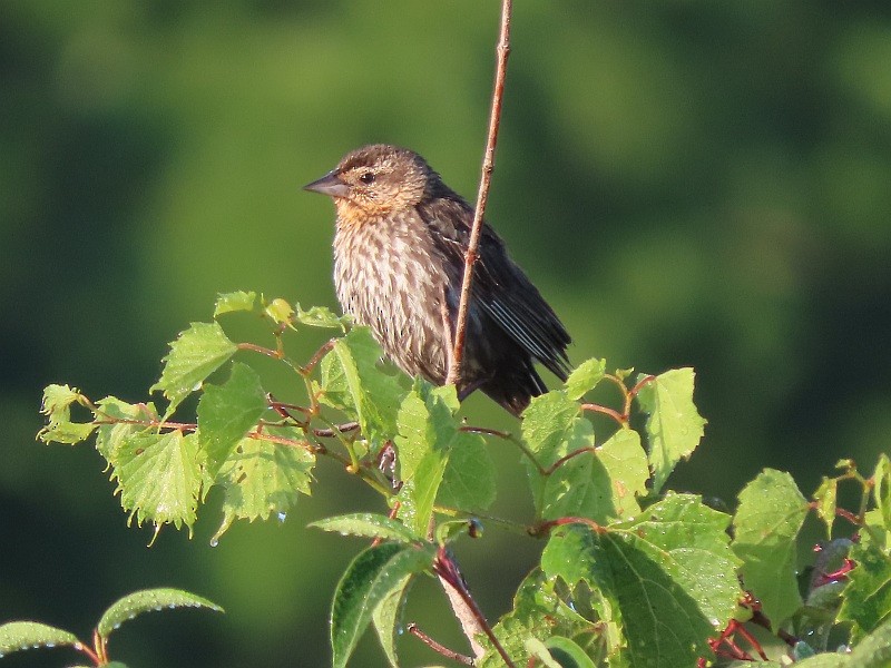 Red-winged Blackbird - ML622435562