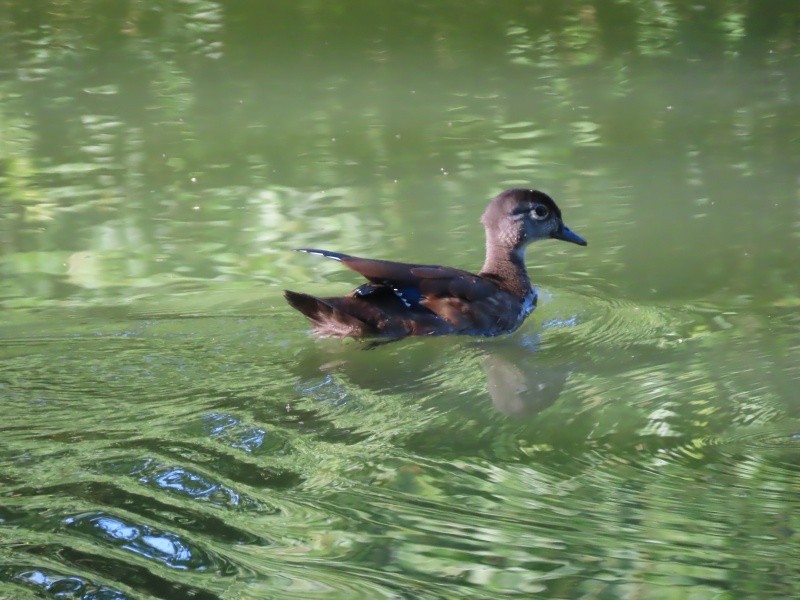 Wood Duck - ML622435606