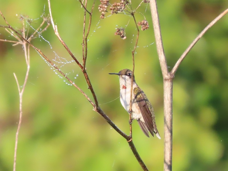 Ruby-throated Hummingbird - ML622435610