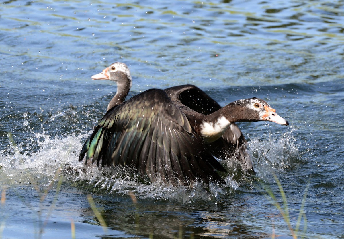 Muscovy Duck (Domestic type) - Vicki Buchwald