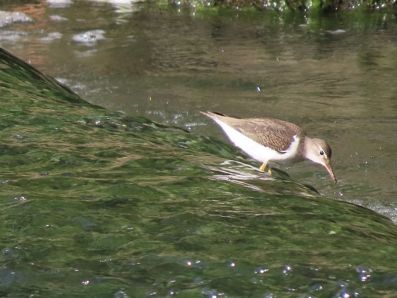 Spotted Sandpiper - ML622435618