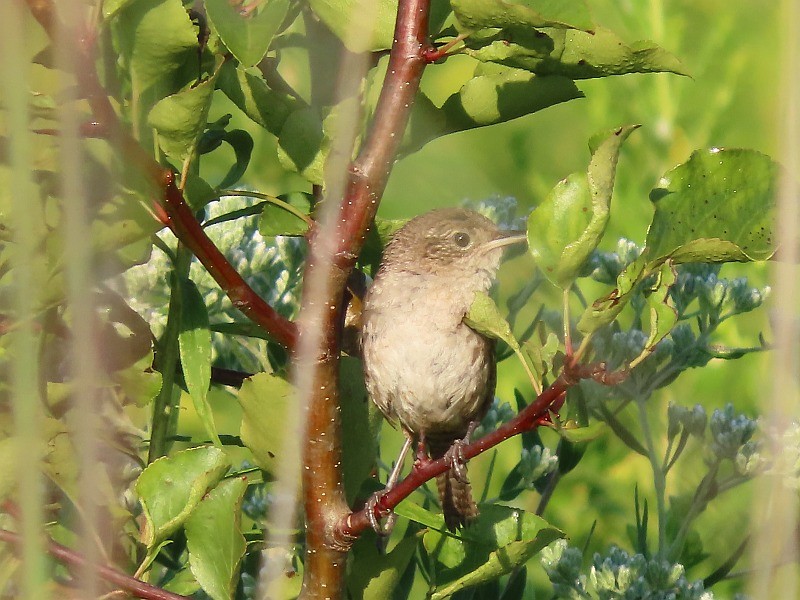 Northern House Wren - ML622435669