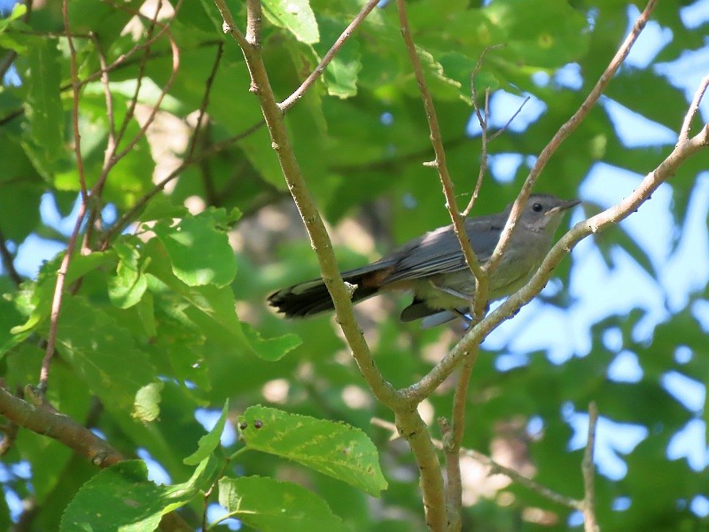 Gray Catbird - ML622435682