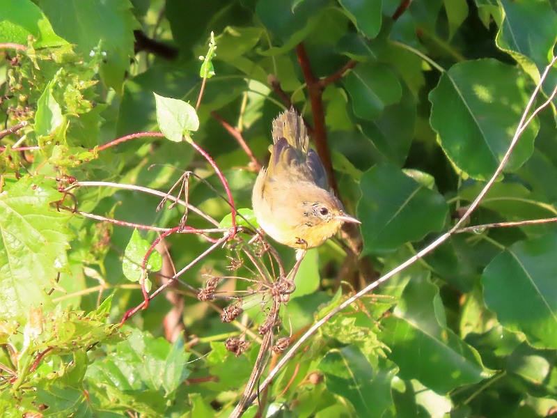 Common Yellowthroat - ML622435710