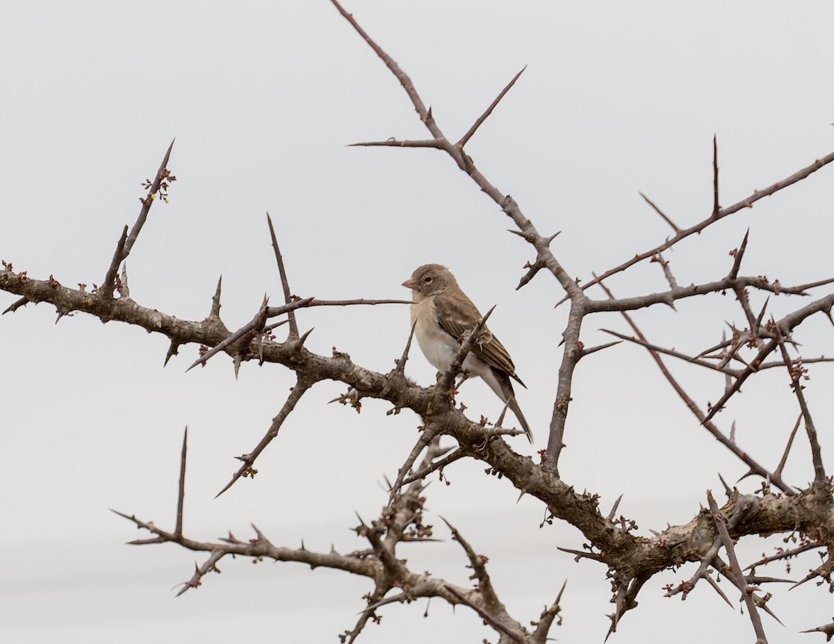 Yellow-spotted Bush Sparrow - ML622435736