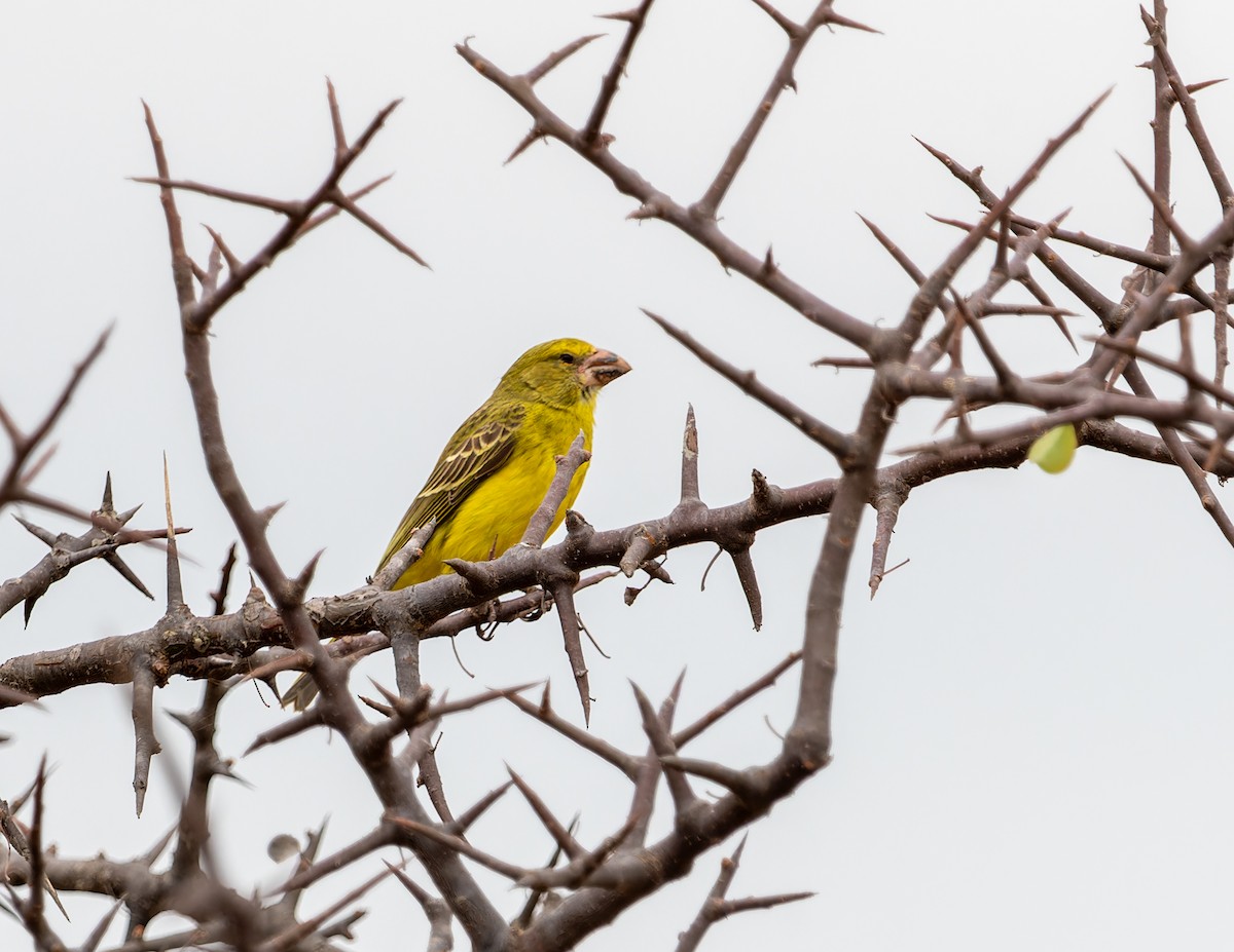 Southern Grosbeak-Canary - Nick Bray