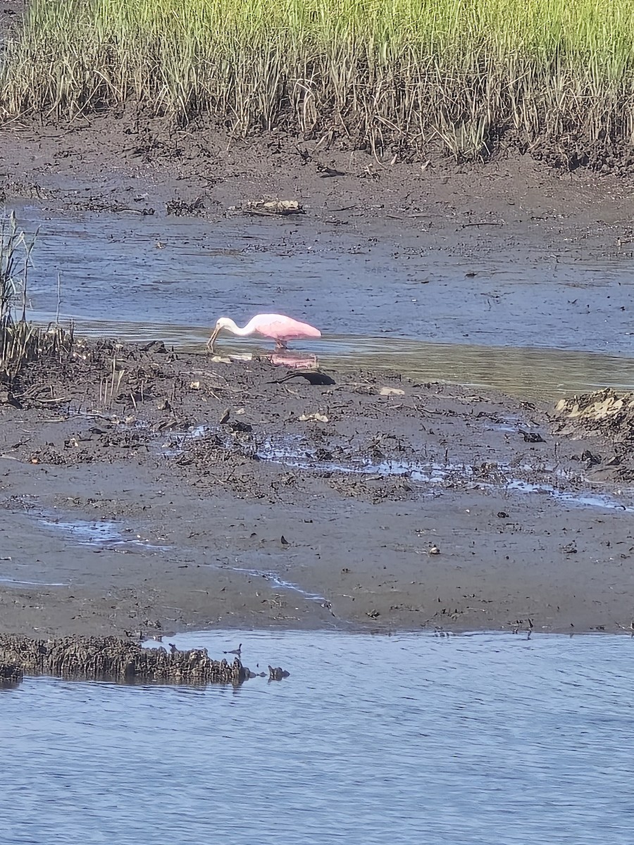 Roseate Spoonbill - ML622435751