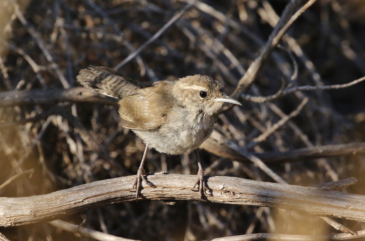 Bewick's Wren - Tom Benson