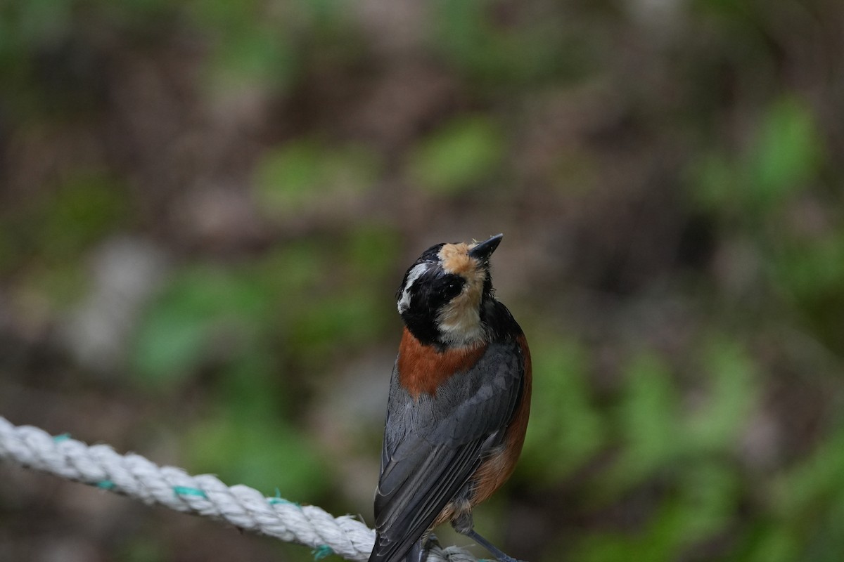 Varied Tit - ML622435817