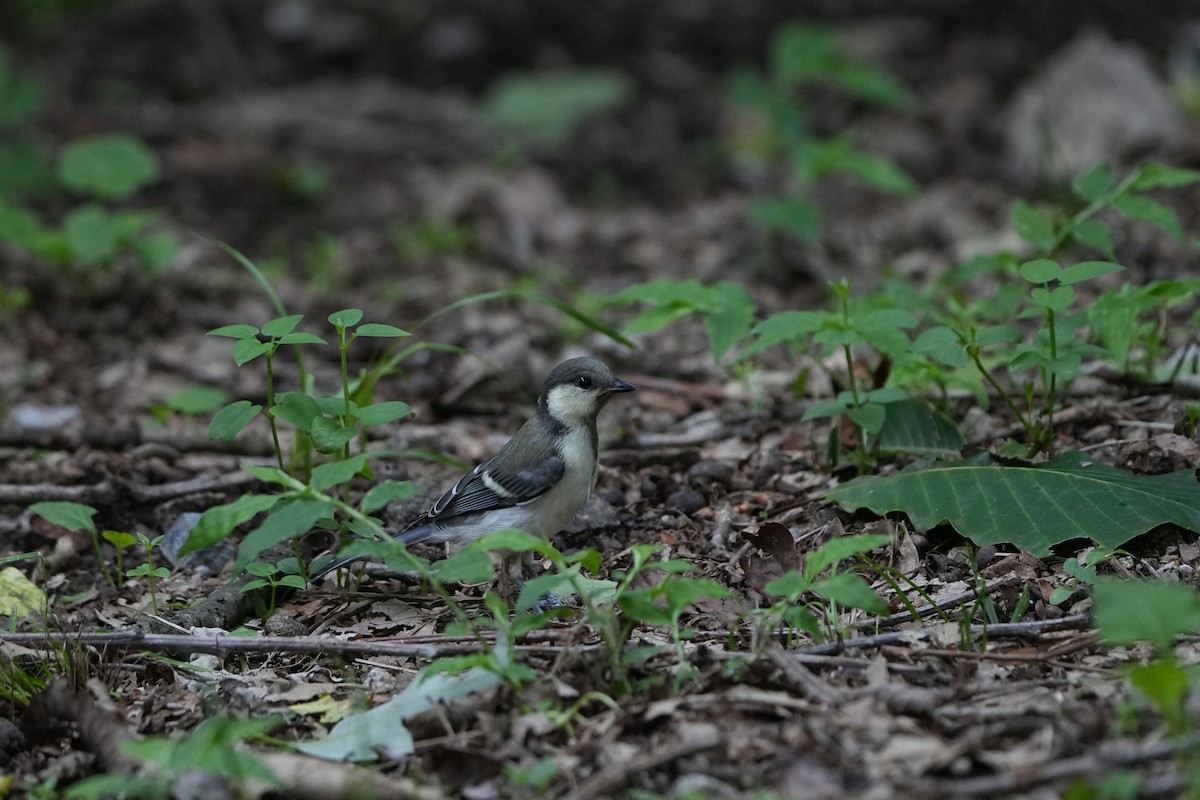 sýkora popelavá - ML622435820