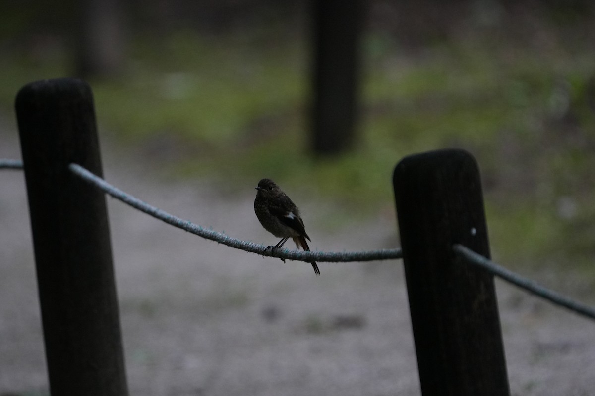 rehek daurský - ML622435823