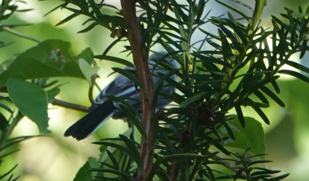 Blue-gray Gnatcatcher - ML622435870