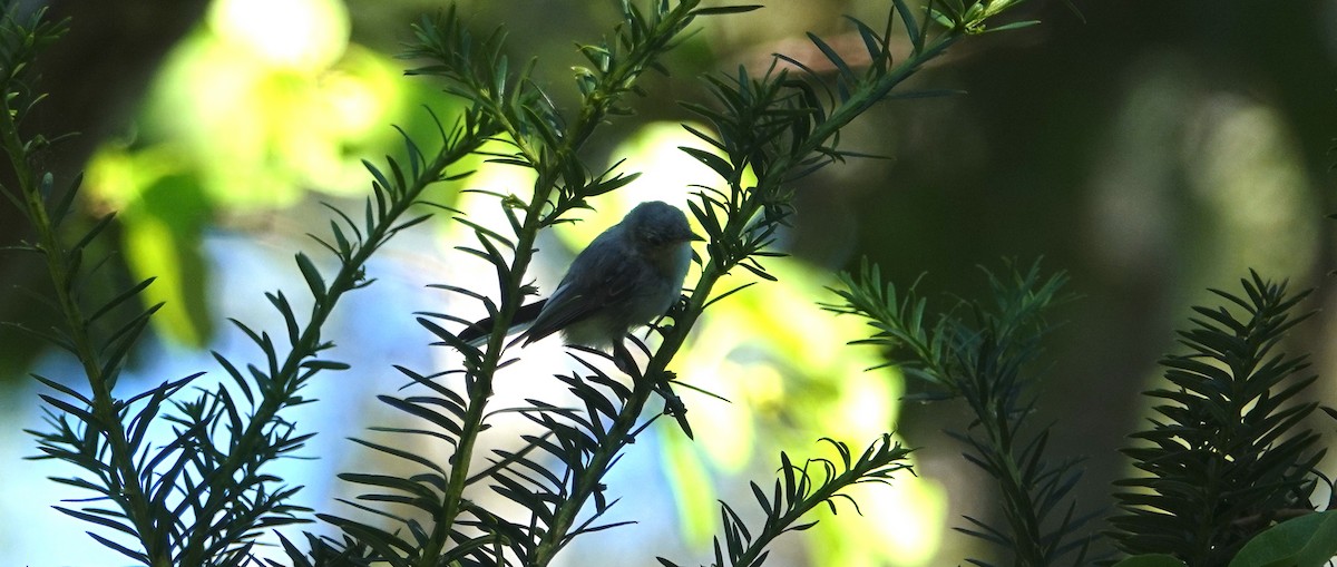 Blue-gray Gnatcatcher - ML622435871