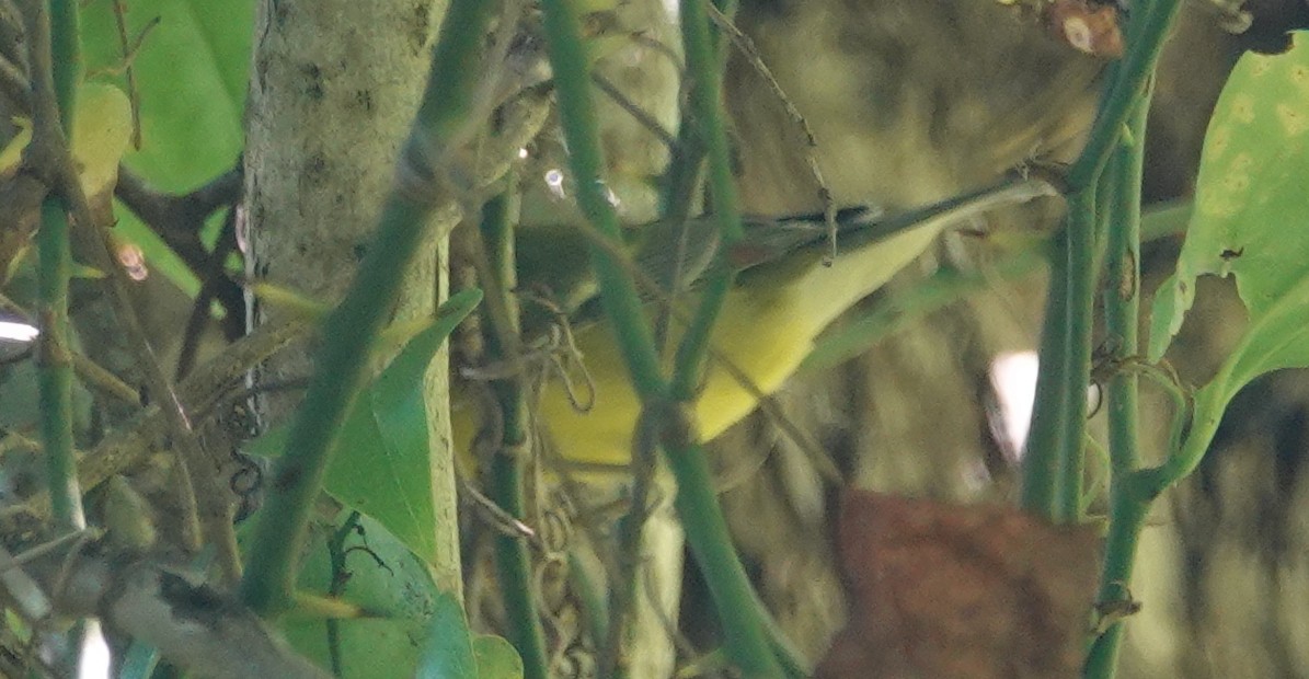 Blue-winged Warbler - ML622435876