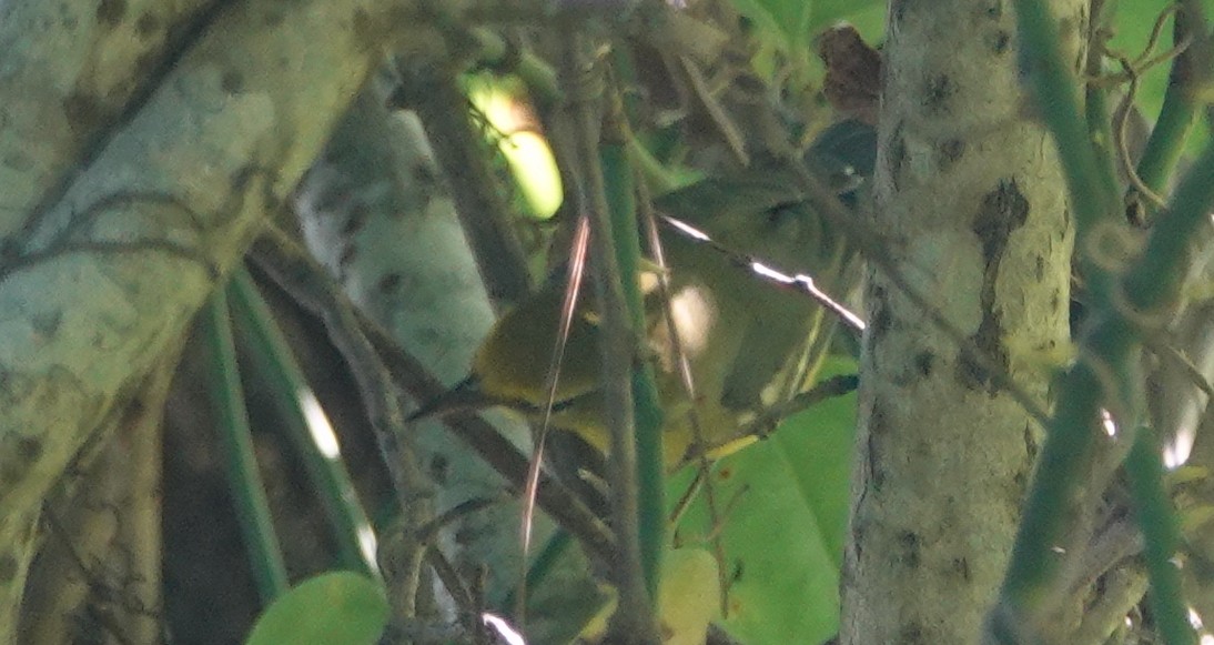 Blue-winged Warbler - Peter Reisfeld