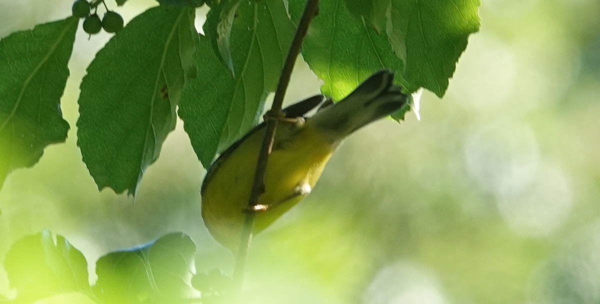 Blue-winged Warbler - ML622435878