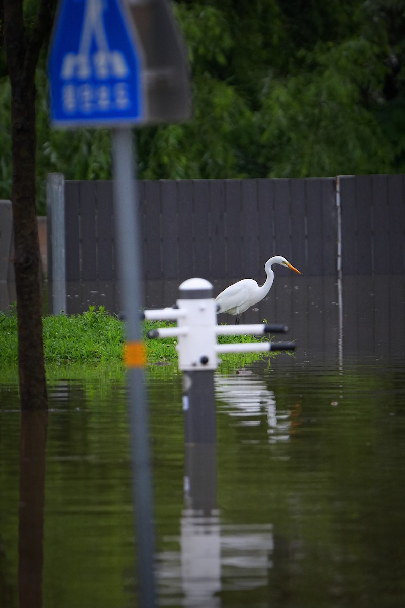 Great Egret - ML622435974