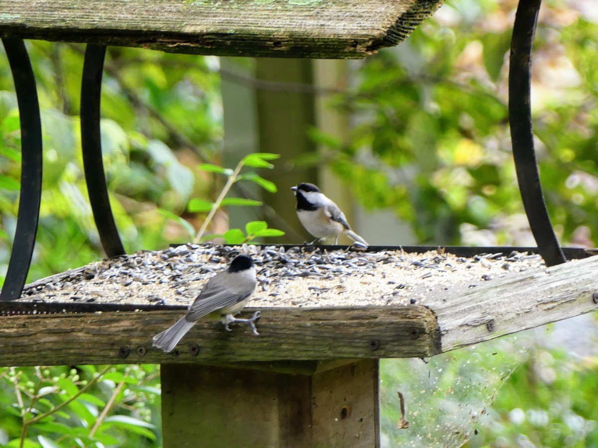 Carolina Chickadee - ML622435992