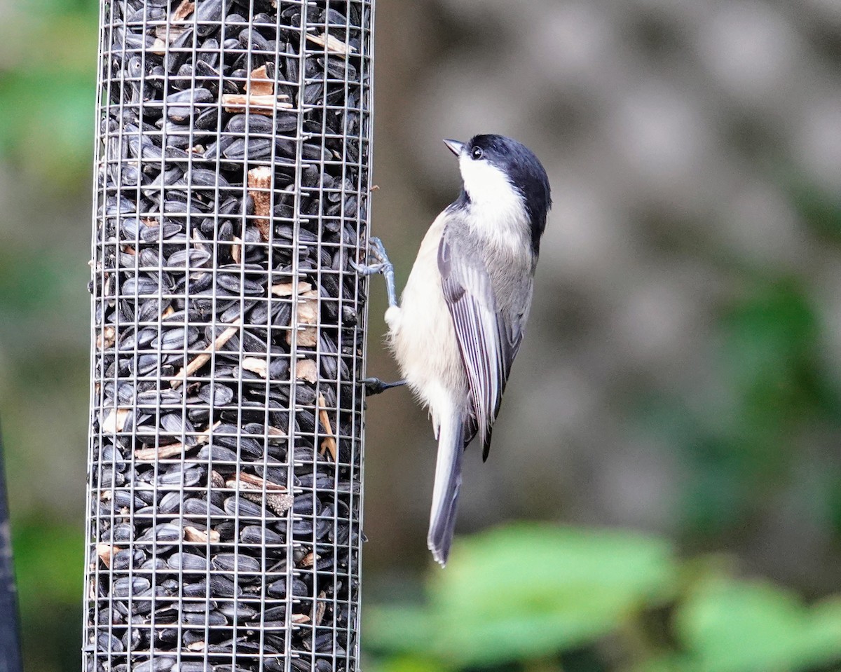 Carolina Chickadee - ML622435993