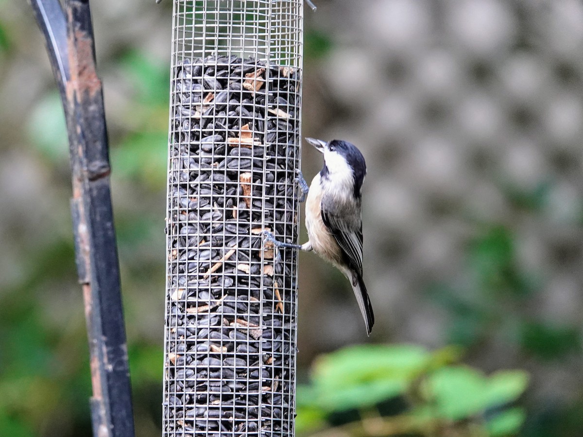 Carolina Chickadee - ML622435994