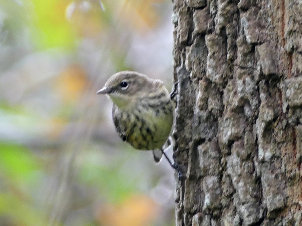 Yellow-rumped Warbler - ML622436055