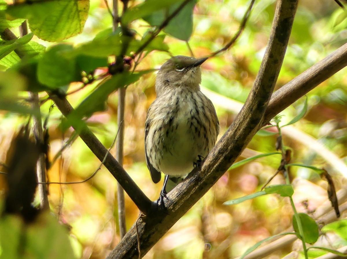 Yellow-rumped Warbler - ML622436056