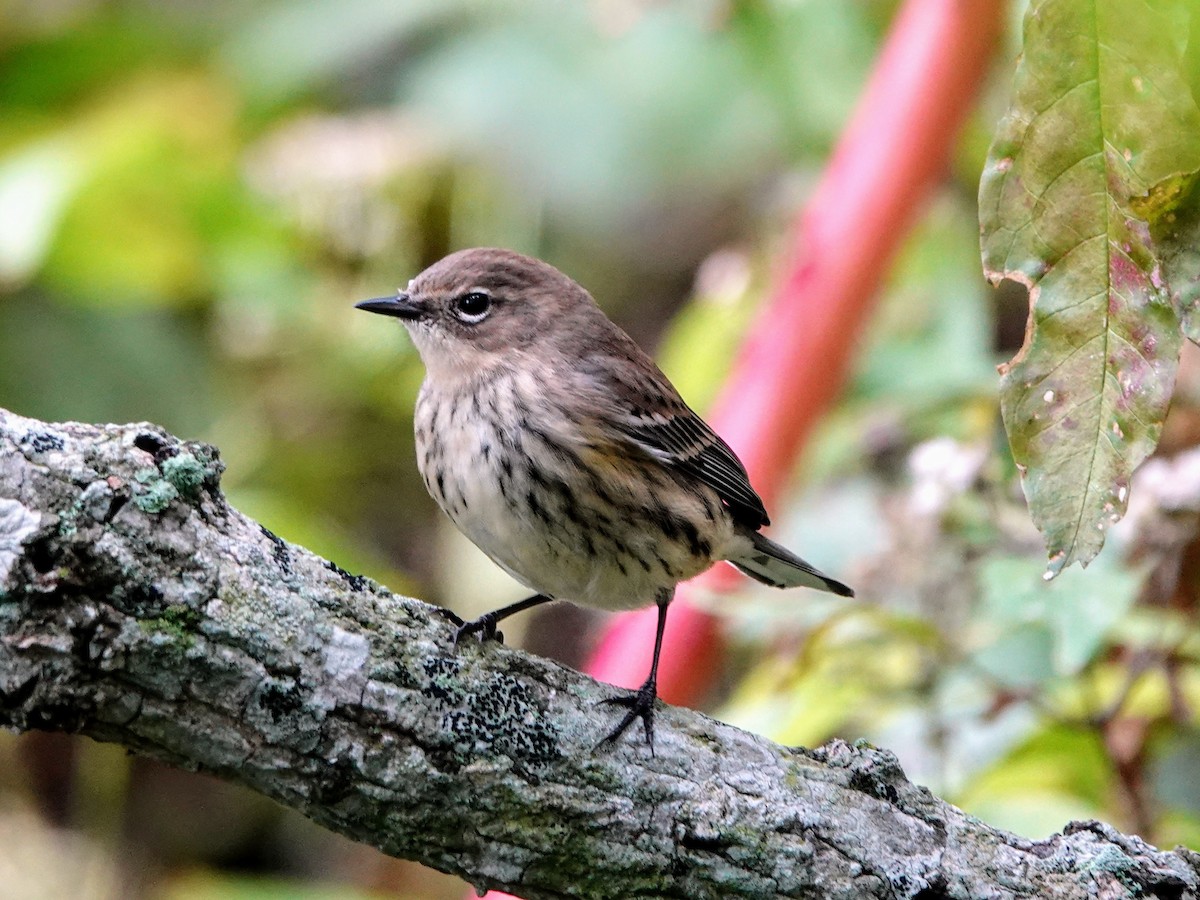 Yellow-rumped Warbler - ML622436057