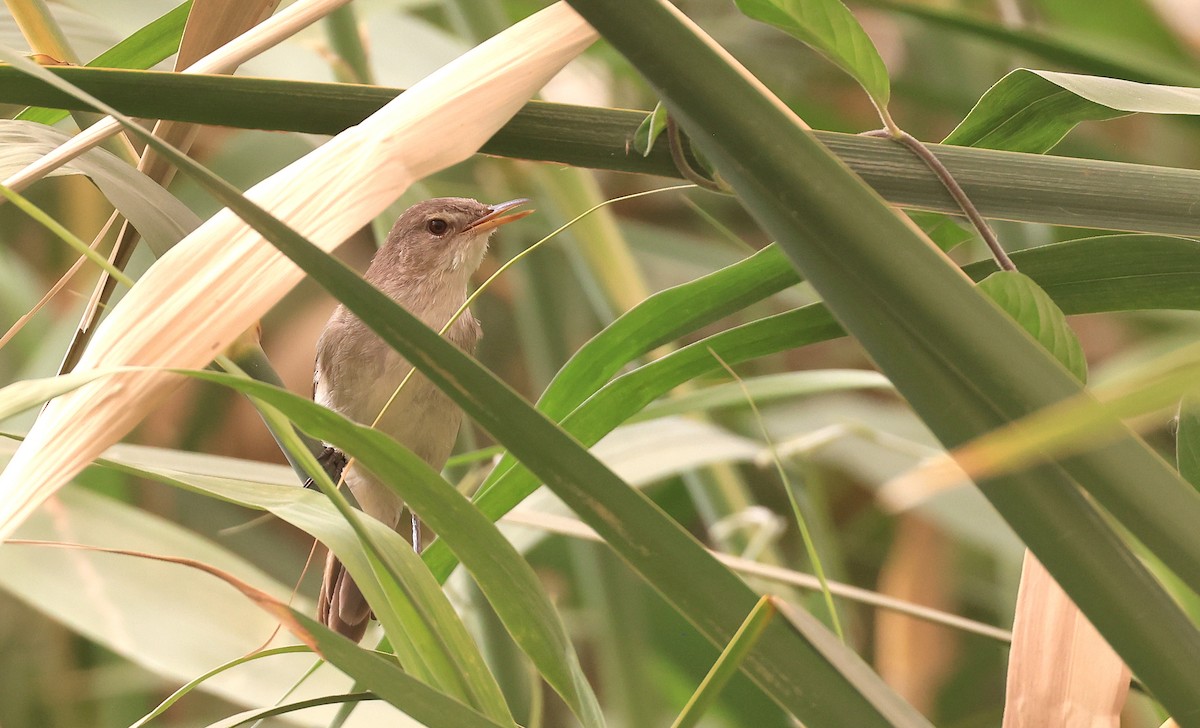 Greater Swamp Warbler - ML622436166