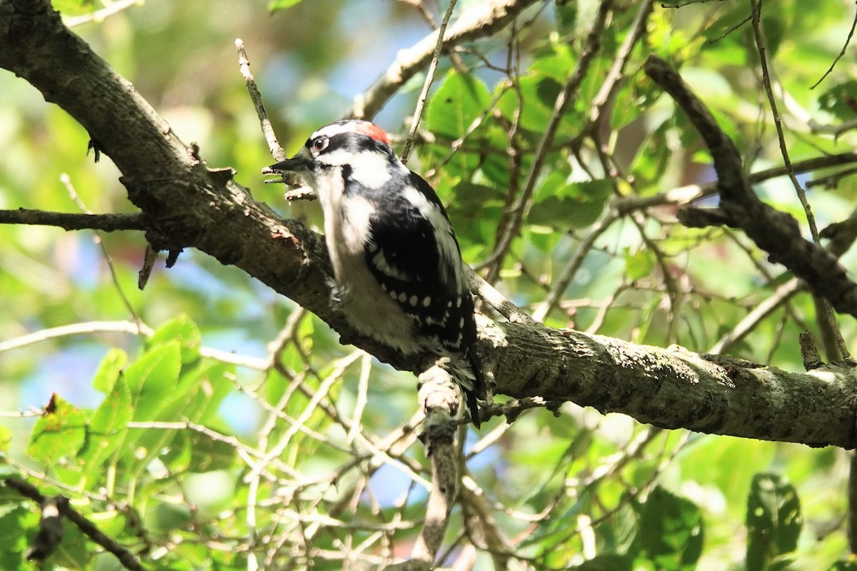 Downy Woodpecker - ML622436189