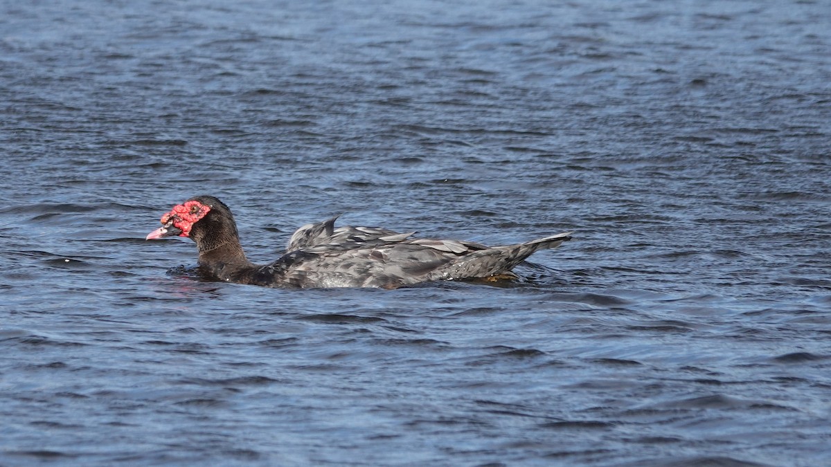 Muscovy Duck (Domestic type) - ML622436209