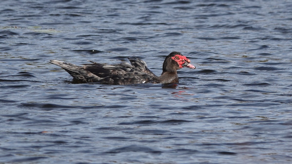 Muscovy Duck (Domestic type) - ML622436210