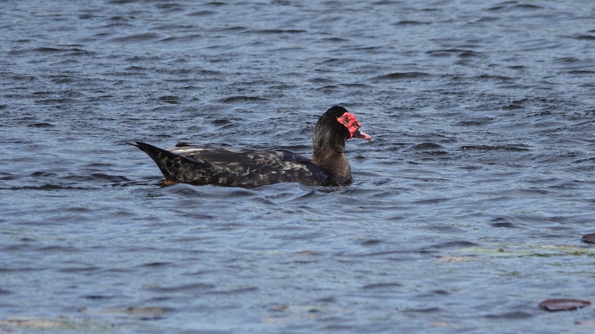 Muscovy Duck (Domestic type) - ML622436211