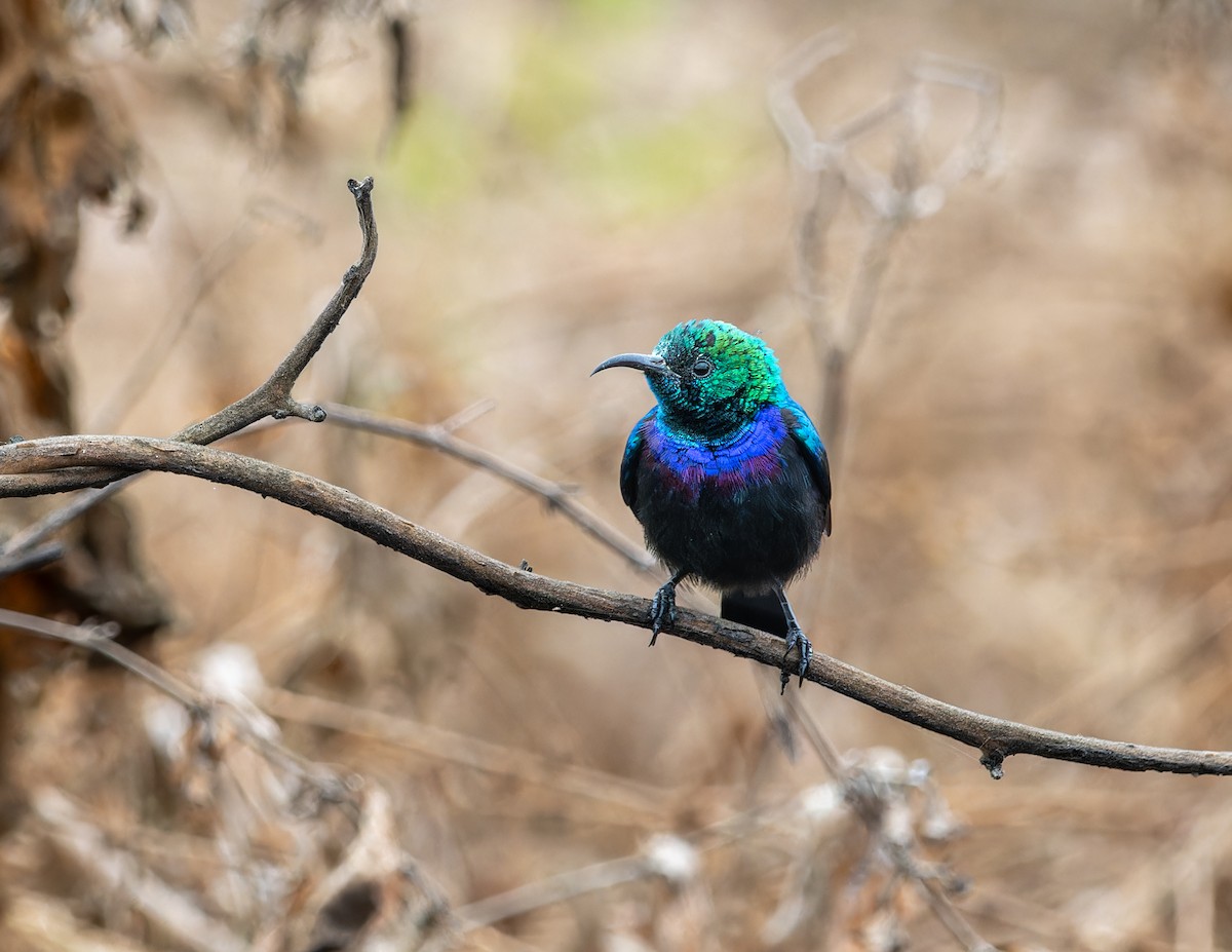 Tsavo Sunbird - ML622436236