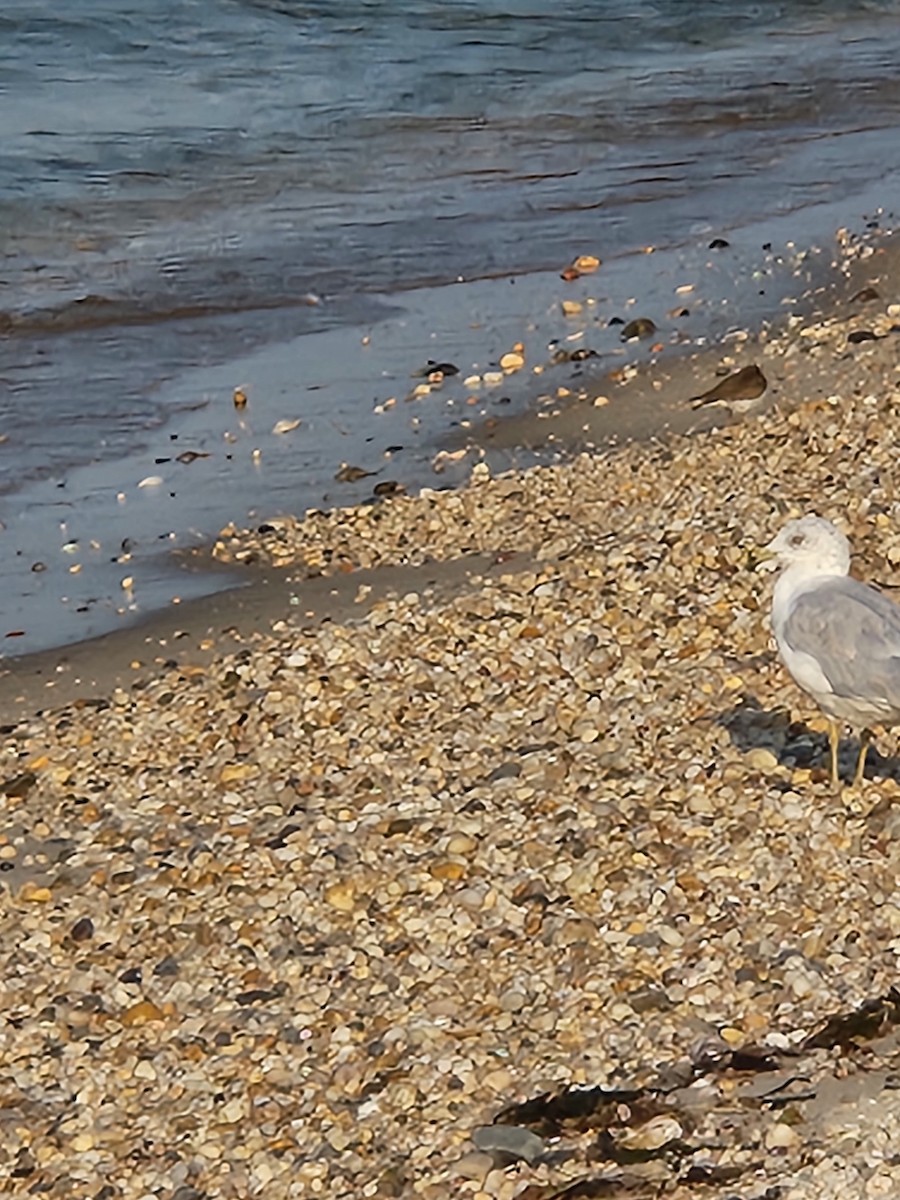 Ring-billed Gull - ML622436239