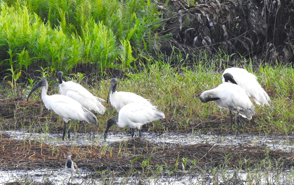 Black-headed Ibis - ML622436242