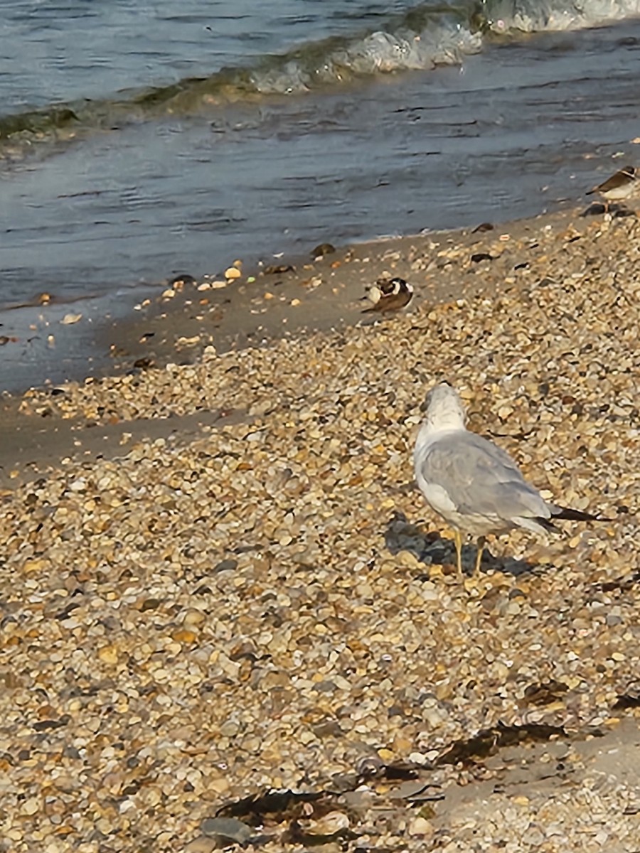 Ring-billed Gull - ML622436252