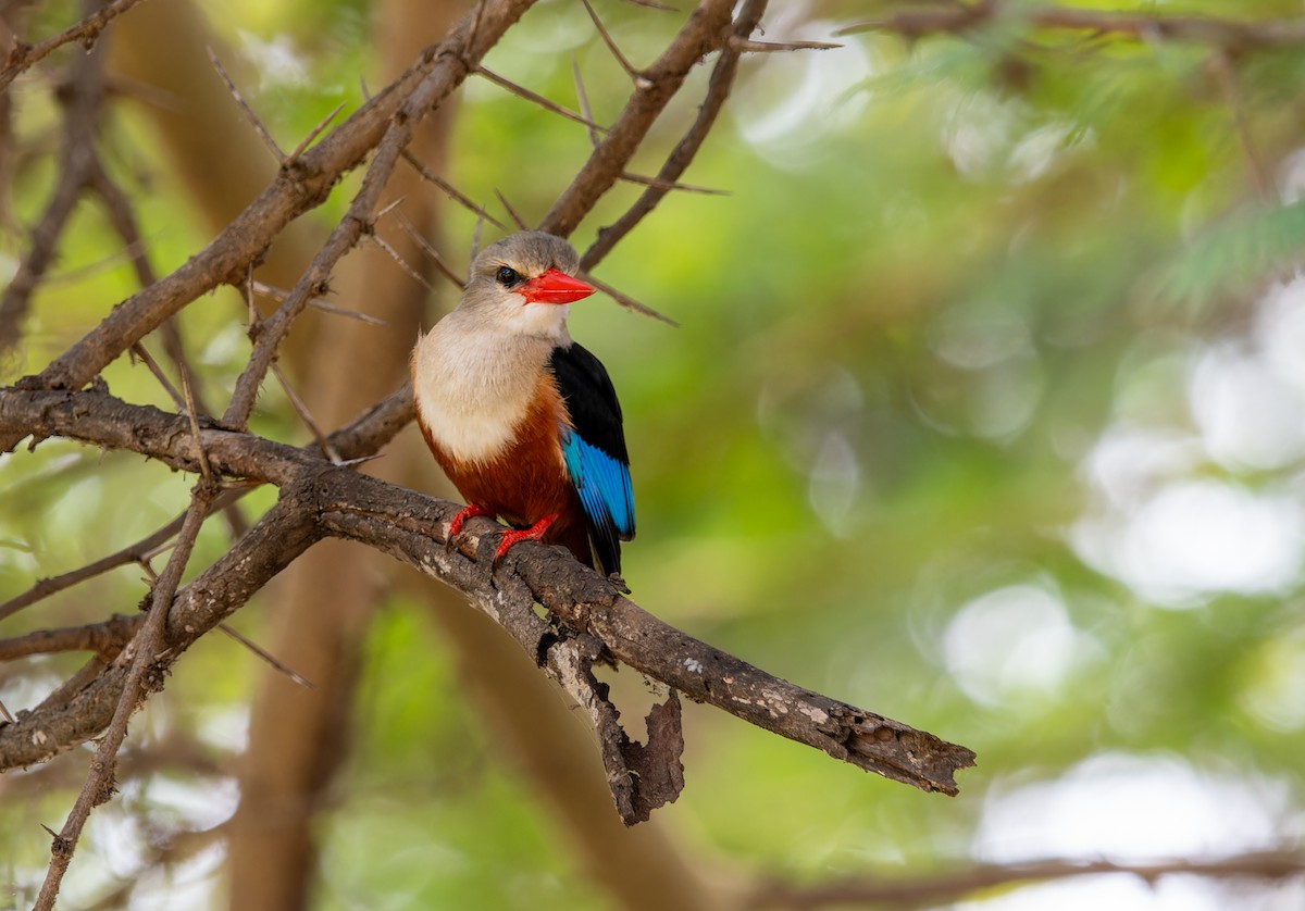 Gray-headed Kingfisher - ML622436256