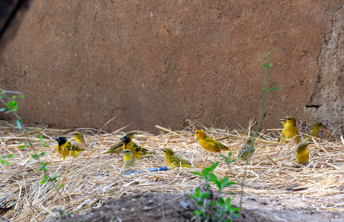 Taveta Golden-Weaver - ML622436264