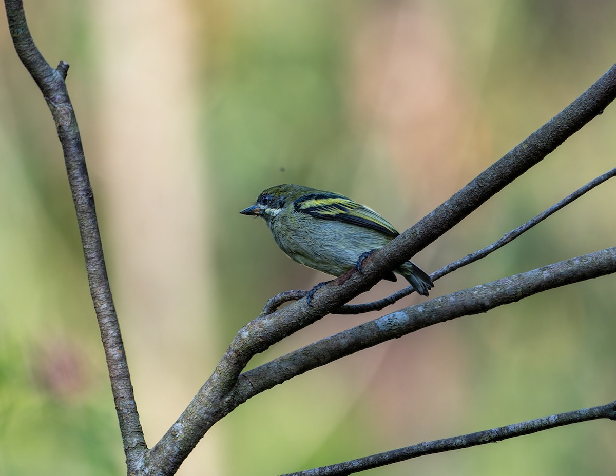 Moustached Tinkerbird - ML622436280