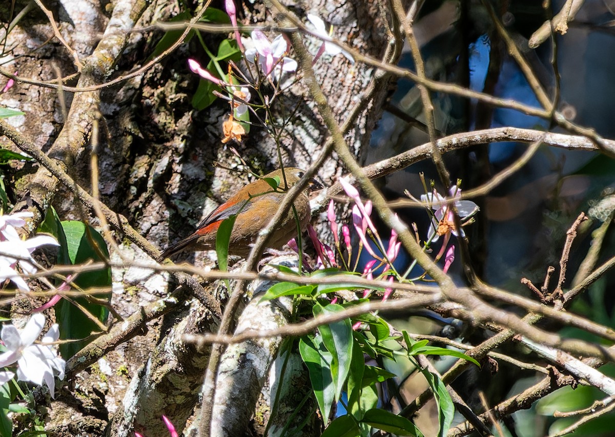 Red-faced Crimsonwing - ML622436291